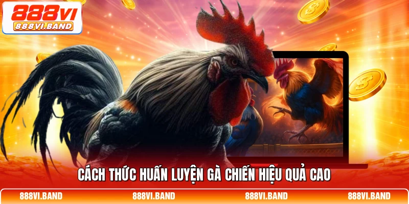 Cách thức huấn luyện gà chiến hiệu quả cao
