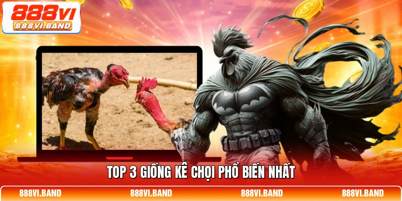 Top 3 giống kê chọi phổ biến nhất